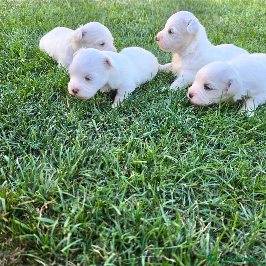 Maltese cani in vendita: Maltese  - Annuncio 2