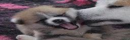 Akita Inu cani in vendita: CUCCIOLI DI AKITA DA ALLEVAMENTO ENCI - Annuncio 11