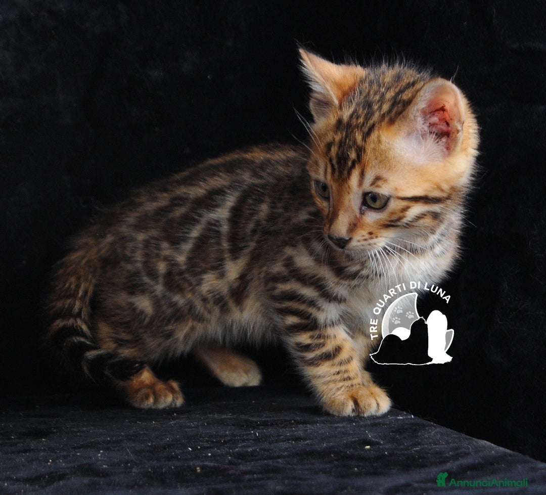 Bengala gatti in vendita: Cuccioli Bengala – Il Fascino della Natura a Città metropolitana di Roma Capitale - Immagine 4