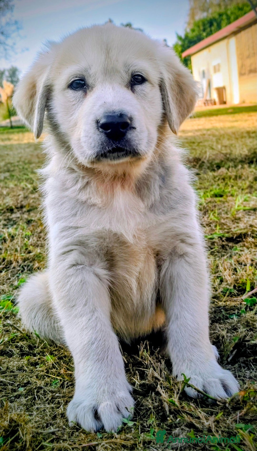 Pastore Asia Centrale cani in vendita: Cuccioli di pastore dell'Asia centrale Alabai - Annuncio 8