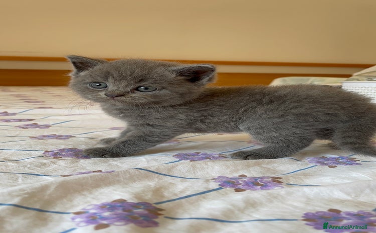 British gatti a Provincia di Ravenna - Annuncio 10