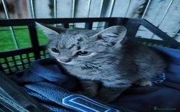 Europeo gatti in regalo: 🐾 Nìva, 3 Mesi, cerca casa! 🏡 a Provincia di Caserta - Immagine 9