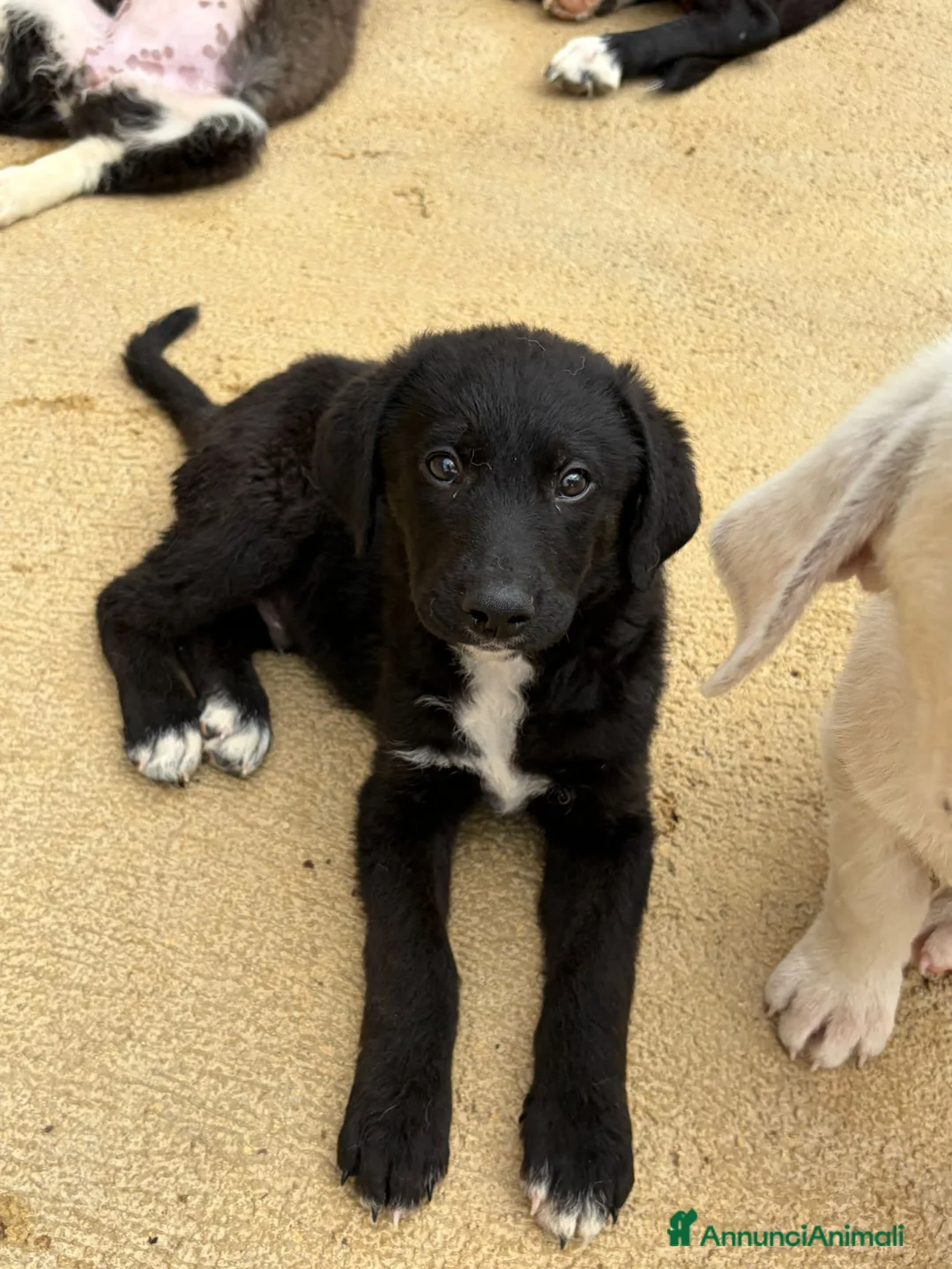 Meticcio cani in regalo: AIKO E ACQUA - Annuncio 5