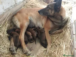 Pastore Belga cani Allevamento Pastore Belga Malinois Puglia Campania - Annuncio 3