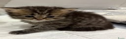 British gatti in vendita: Scottish fold sthrait  - Annuncio 4