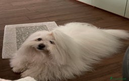 Coton de Tulear cani per accoppiamento: Coton de Tulear maschio per accoppiamento  a Città metropolitana di Milano - Immagine 1