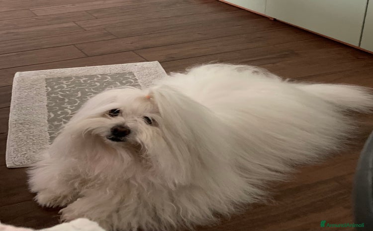 Coton de Tulear cani a Città metropolitana di Milano - Annuncio 13