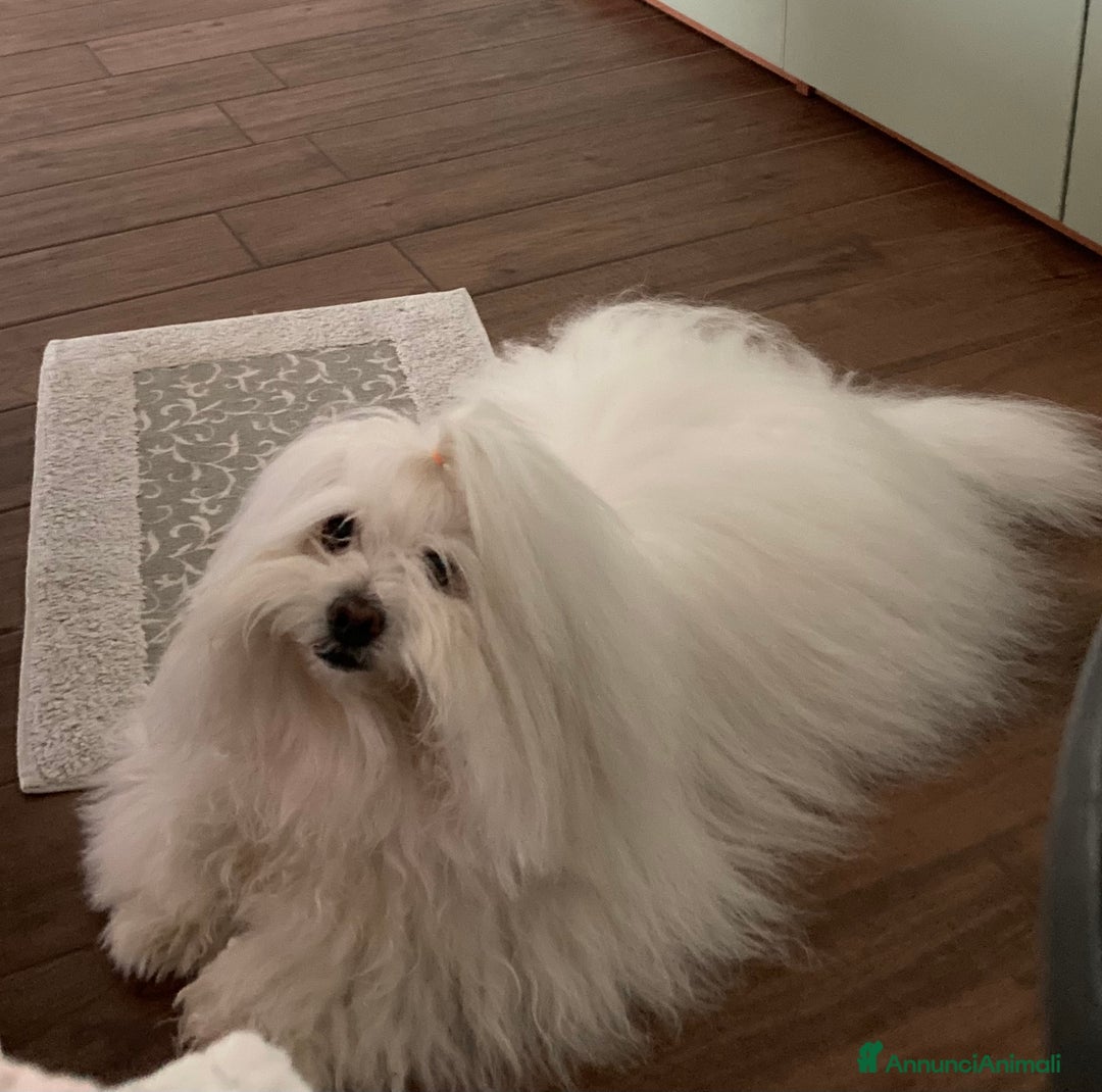 Coton de Tulear cani per accoppiamento: Coton de Tulear maschio per accoppiamento  a Città metropolitana di Milano - Immagine 1