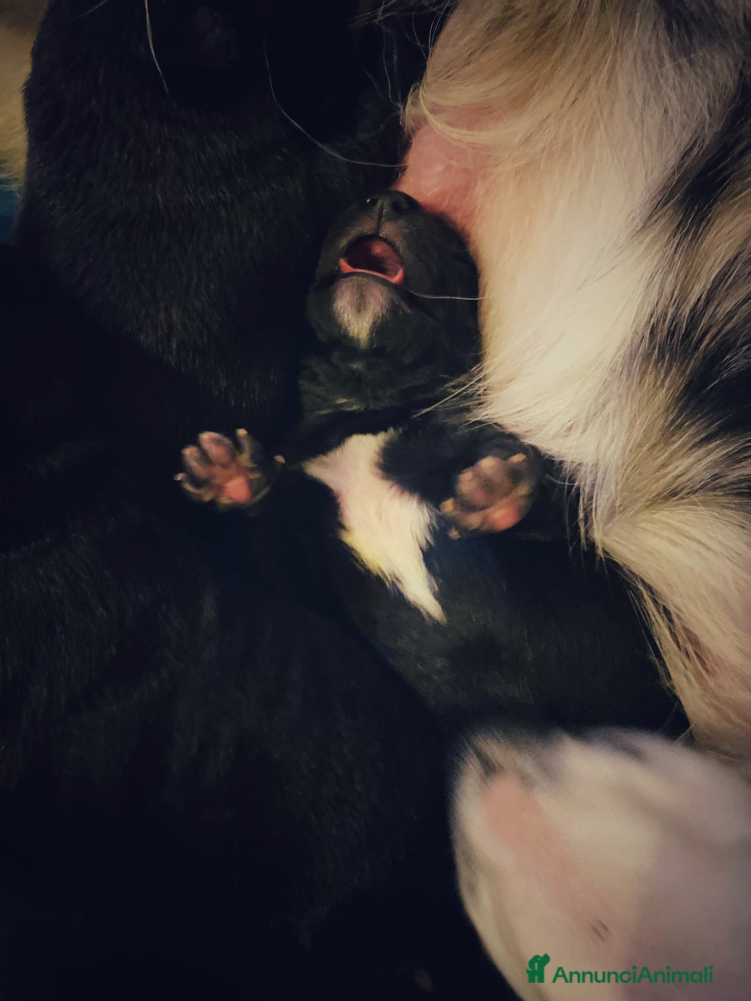 Border Collie cani in regalo: Cuccioli incrocio Border collie - in adozione  - Annuncio 6