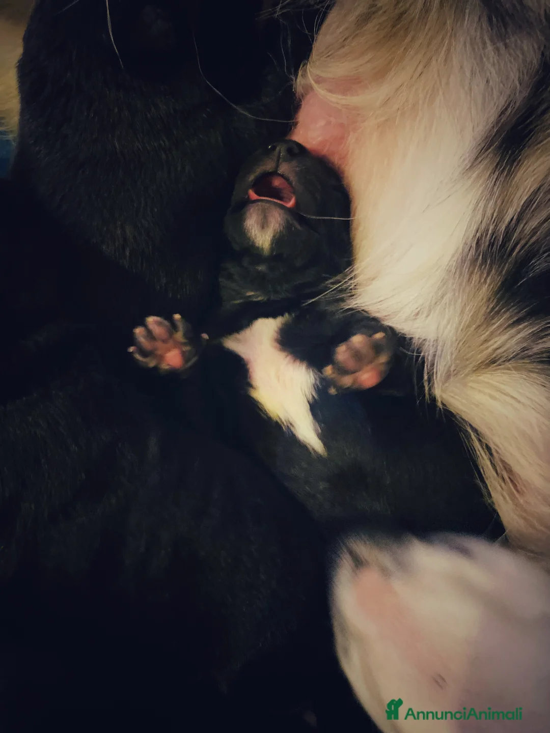 Border Collie cani in regalo: Cuccioli incrocio Border collie - in adozione  - Annuncio 6