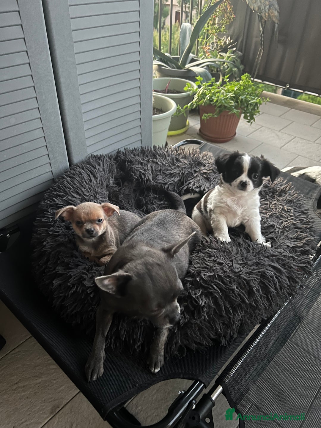 Chihuahua cani in vendita: Chihuahua Femmine pedigree Enci  - Annuncio 7