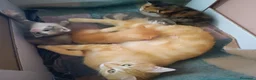 Europeo gatti in regalo: Regalo gattini  a Provincia di Isernia - Annuncio 2