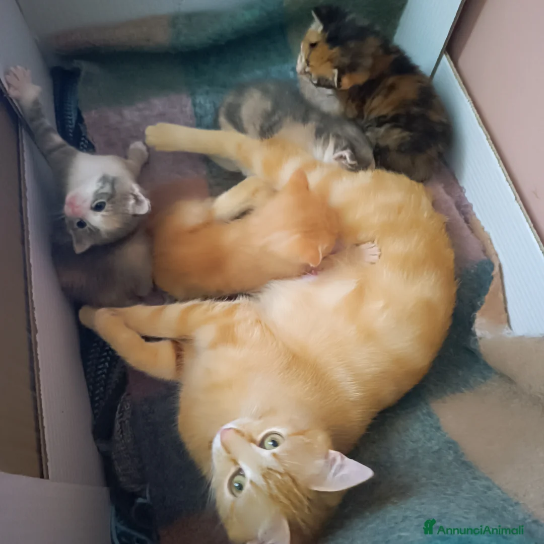 Europeo gatti in regalo: Regalo gattini  a Provincia di Isernia - Annuncio 2