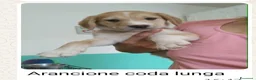 Meticcio cani in regalo: 7 cuccioli bellissimi e dolcissimi  - Annuncio 3