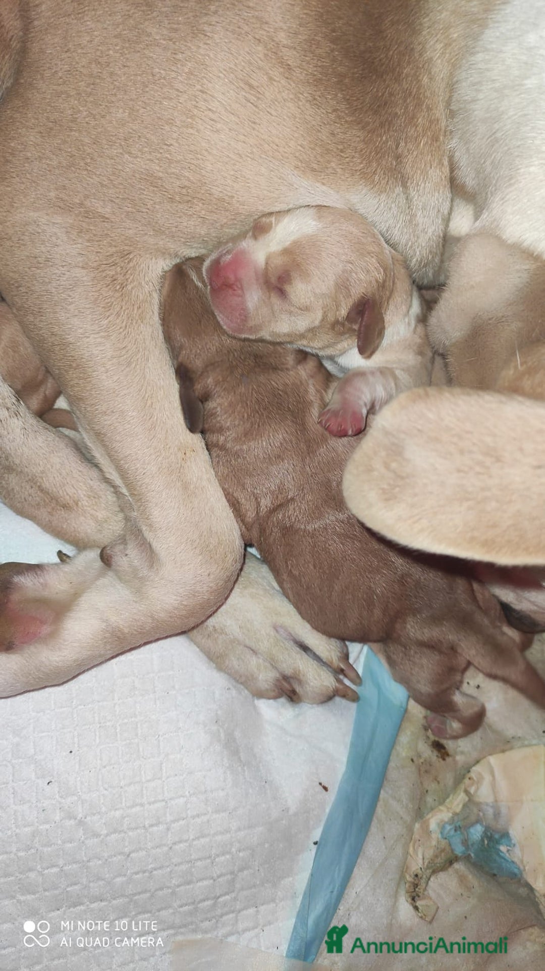 Meticcio cani in vendita: Cuccioli di Amstaff  - Annuncio 8