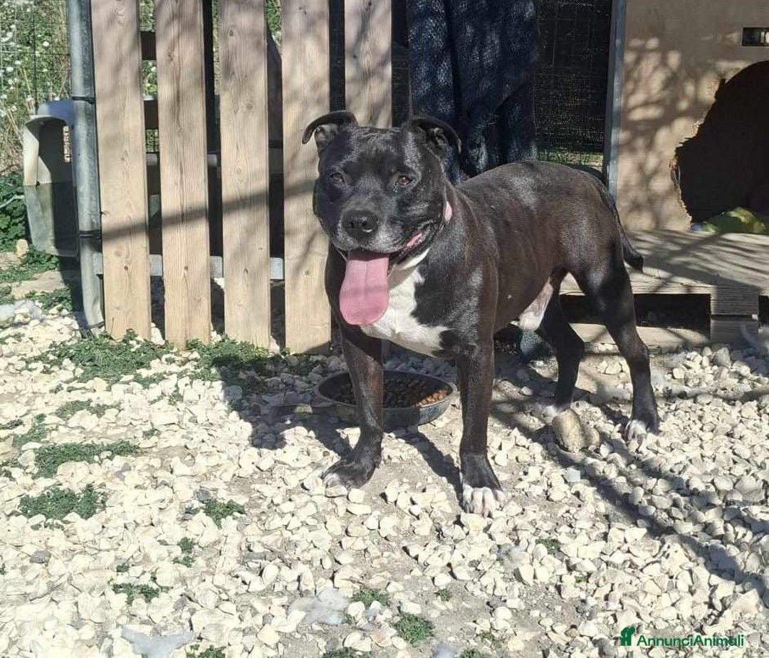 Pitbull cani in regalo: dolce roy in regalo a Città metropolitana di Catania - Annuncio 1