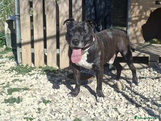 Pitbull cani dolce roy in regalo a Città metropolitana di Catania - Annuncio 1