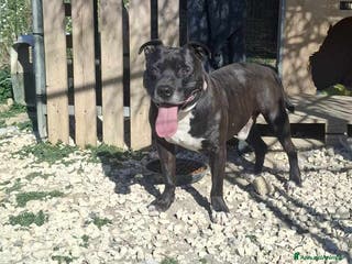 Pitbull cani dolce roy in regalo a Città metropolitana di Catania - Annuncio 2