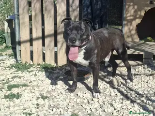 Pitbull cani dolce roy in regalo a Città metropolitana di Catania - Annuncio 37