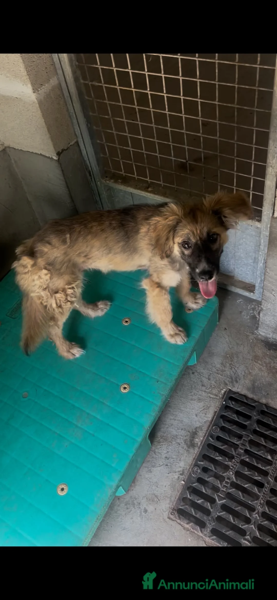 Meticcio cani in regalo: Tito  a Provincia di Padova - Annuncio 2
