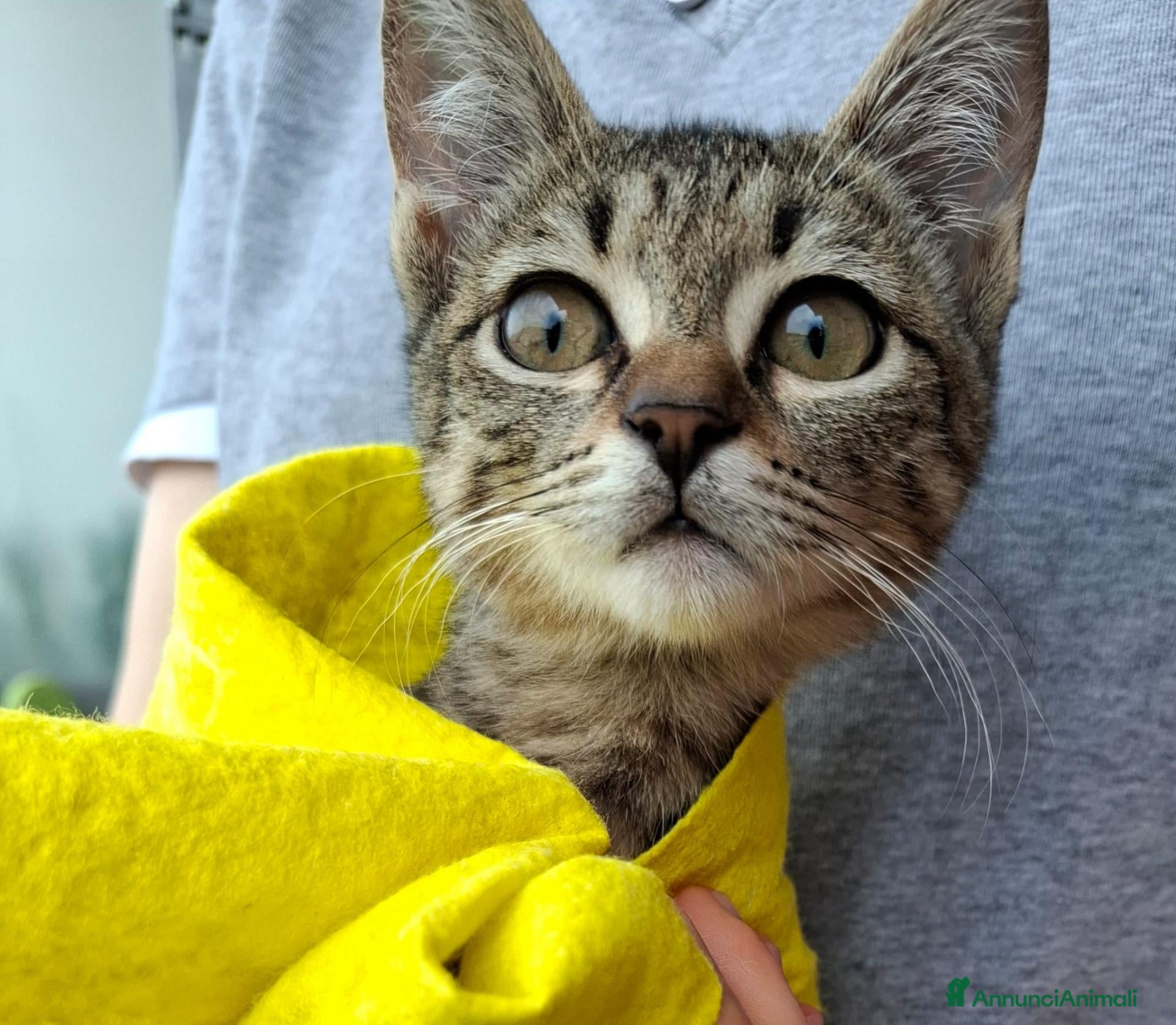Europeo gatti Gattina, aiuto con la sterilizzazione e cibo. - Annuncio 24