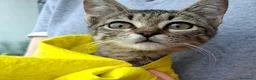 Europeo gatti in regalo: Gattina, aiuto con la sterilizzazione e cibo. a Città metropolitana di Roma Capitale - Annuncio 1
