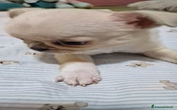 Chihuahua cani in vendita: Chihuahua maschietto - Immagine 1