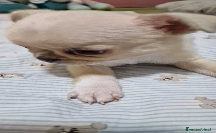 Chihuahua cani - Annuncio 14