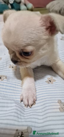 Chihuahua cani - Annuncio 12