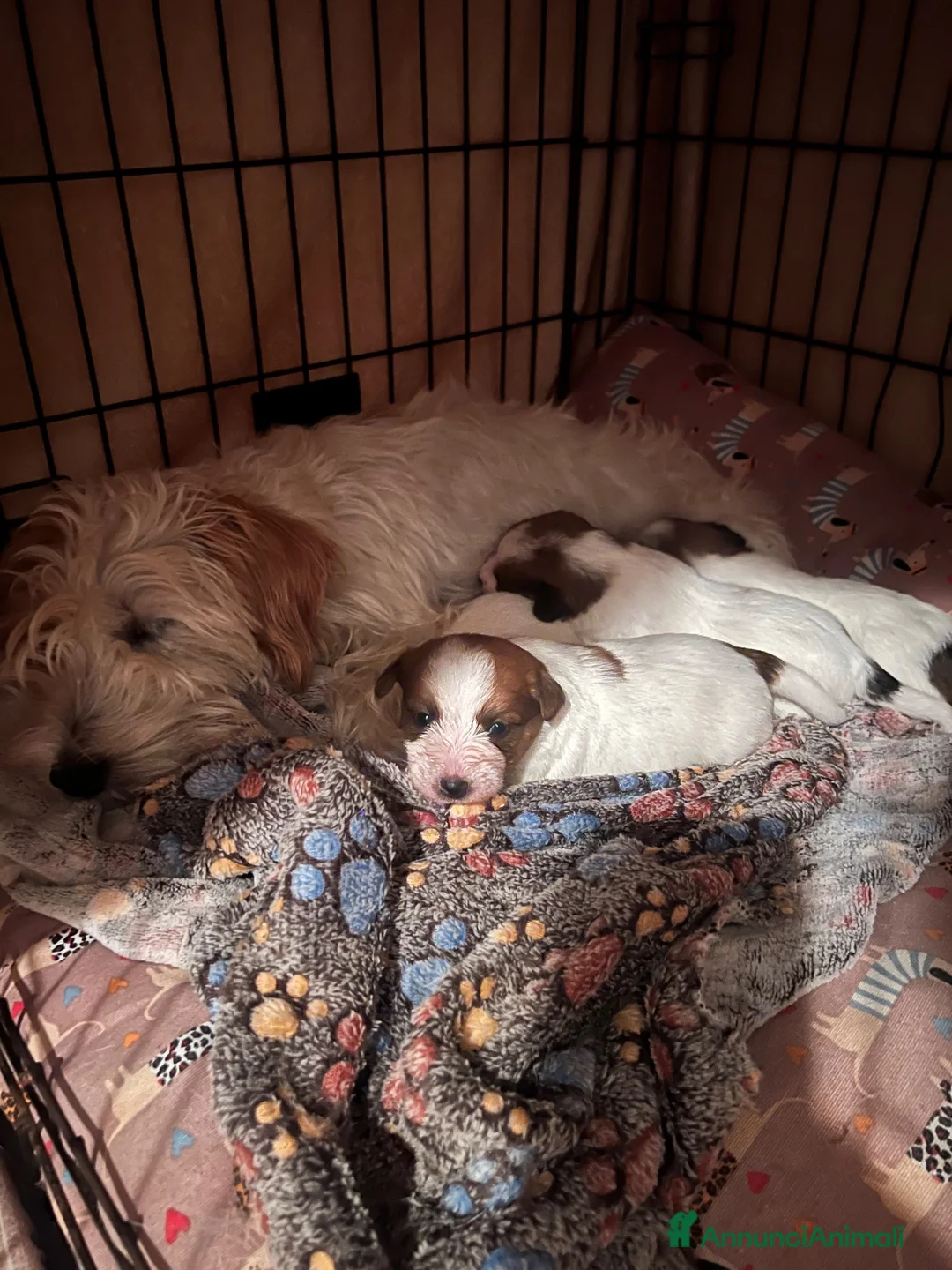 Jack Russell cani in vendita: Cuccioli di Jack Russell Terrier Puri  - Annuncio 2