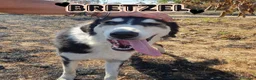 Meticcio cani in regalo: BRETZEL 🩷 IMPOSSIBILE NON SORRIDERLE a Provincia di Modena - Annuncio 1