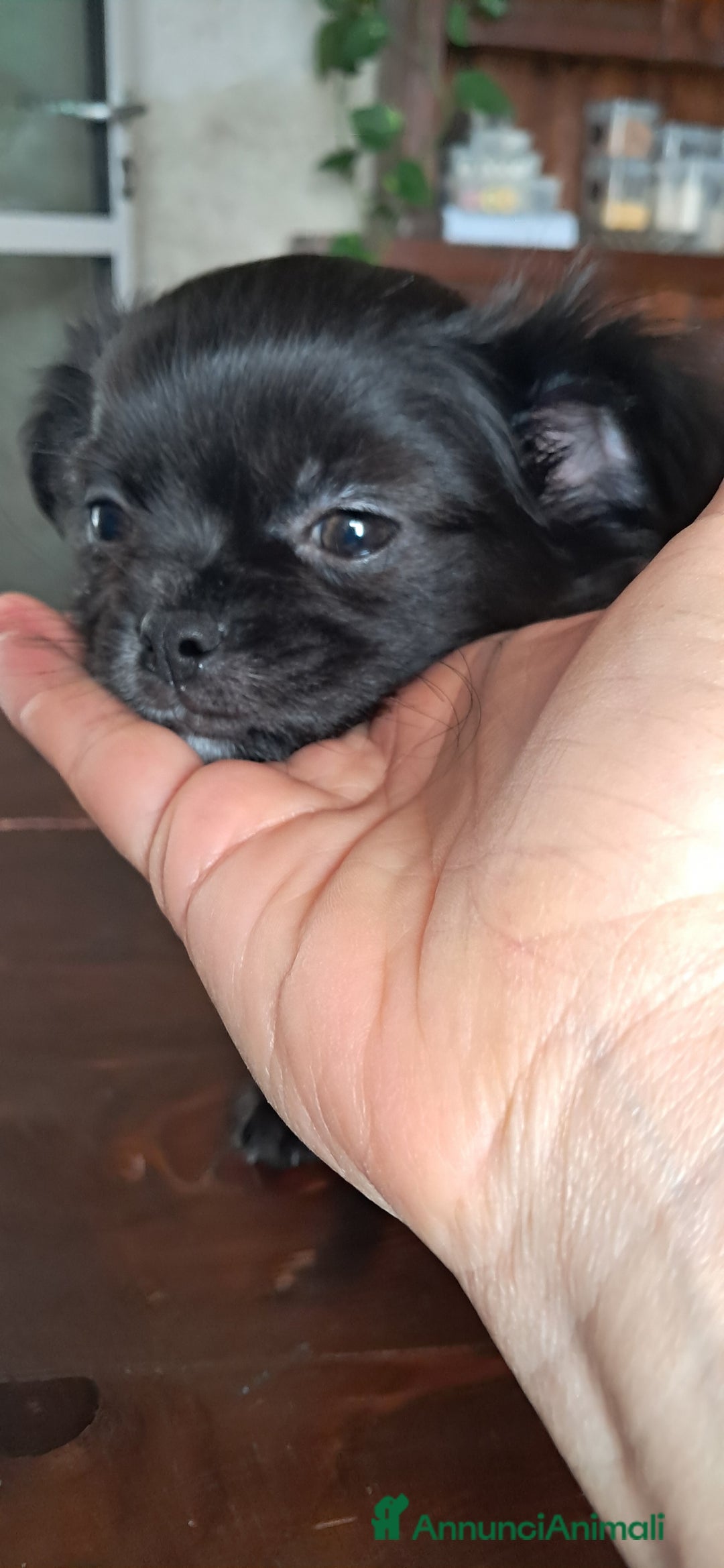 Chihuahua cani in vendita: Cuccioli chihuahua pelo lungo - Annuncio 3