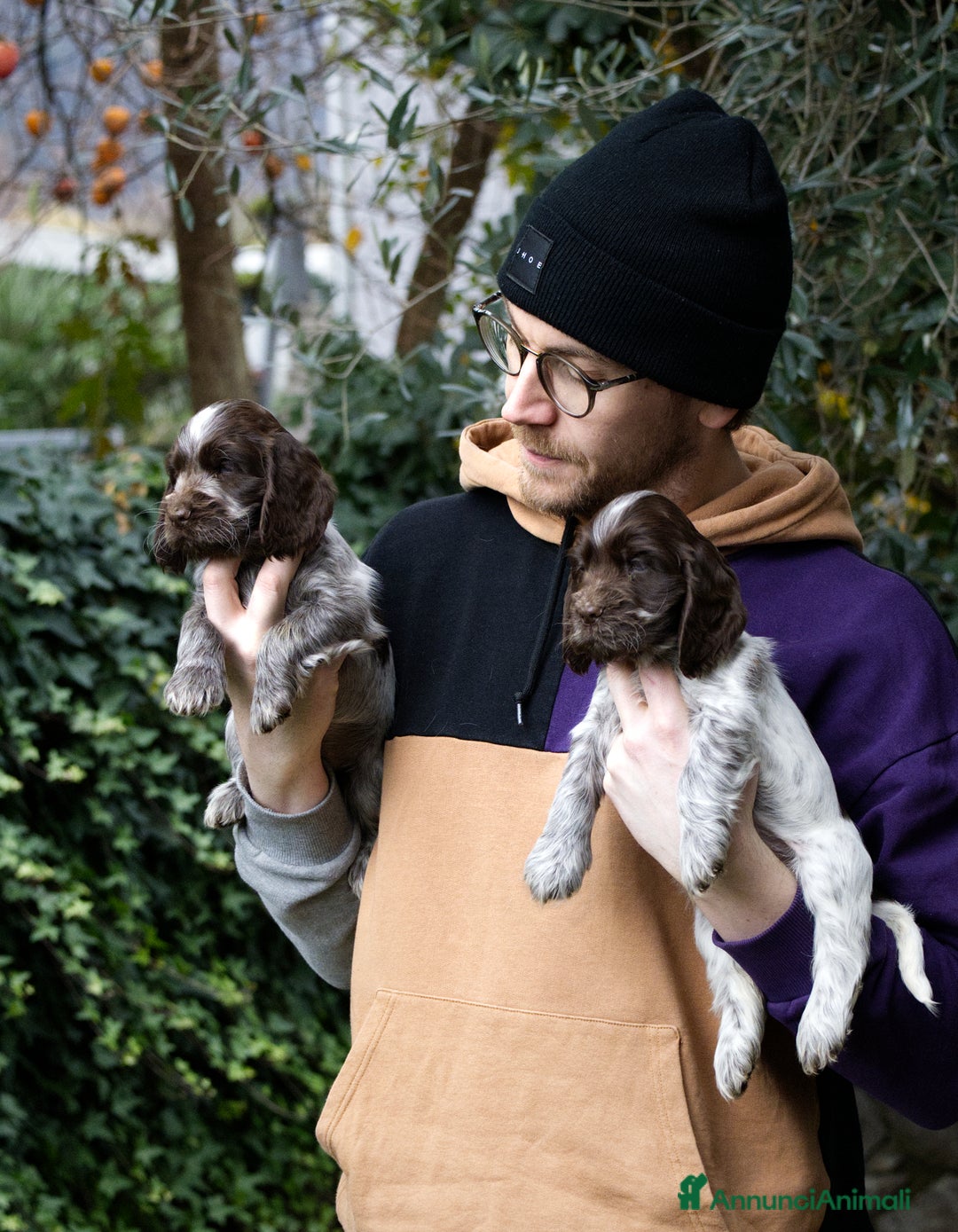 Cocker cani in vendita: Cocker Spaniel Inglesi - Cioccolato Roano  - Annuncio 8