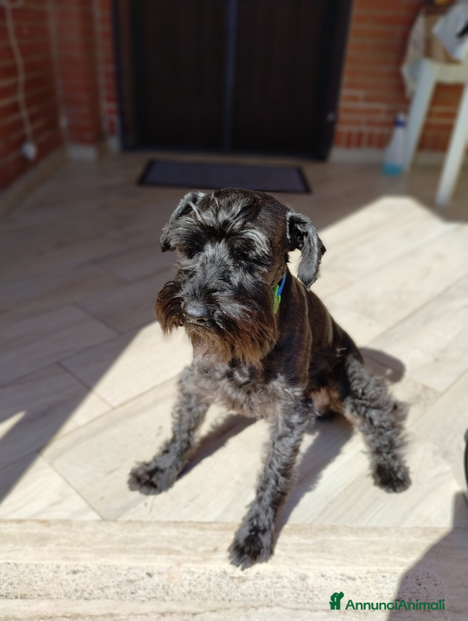 Mini Schnauzer cani Tim cerca il suo primo amore - Annuncio 1
