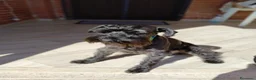 Mini Schnauzer cani per accoppiamento: Tim cerca il suo primo amore a Città metropolitana di Roma Capitale - Annuncio 1