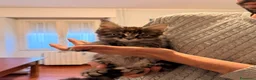 Maine Coon gatti in vendita: Cuccioli di Maine Coon  - Annuncio 3