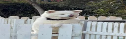 Akita Inu cani in vendita: Splendidi Cuccioli di Akita con Pedigree a Provincia di Lodi - Annuncio 5