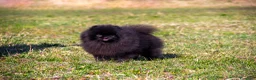 Volpino Pomerania cani in vendita: Cuccioli Spitz Tedesco Nano  - Annuncio 2