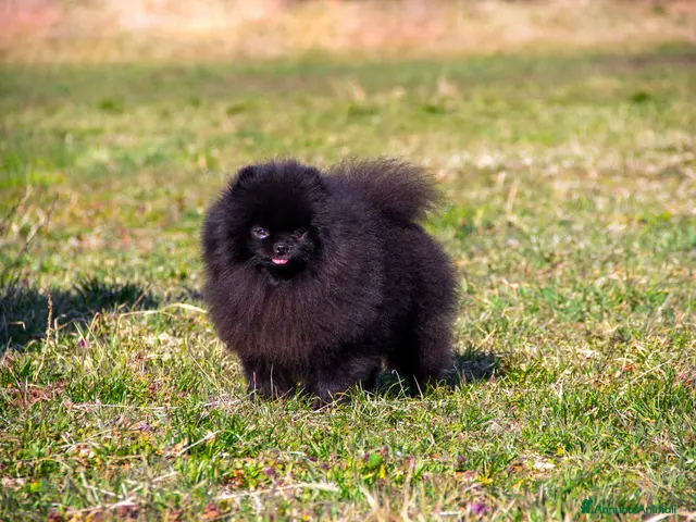 Volpino Pomerania cani Cuccioli Spitz Tedesco Nano - Annuncio 2