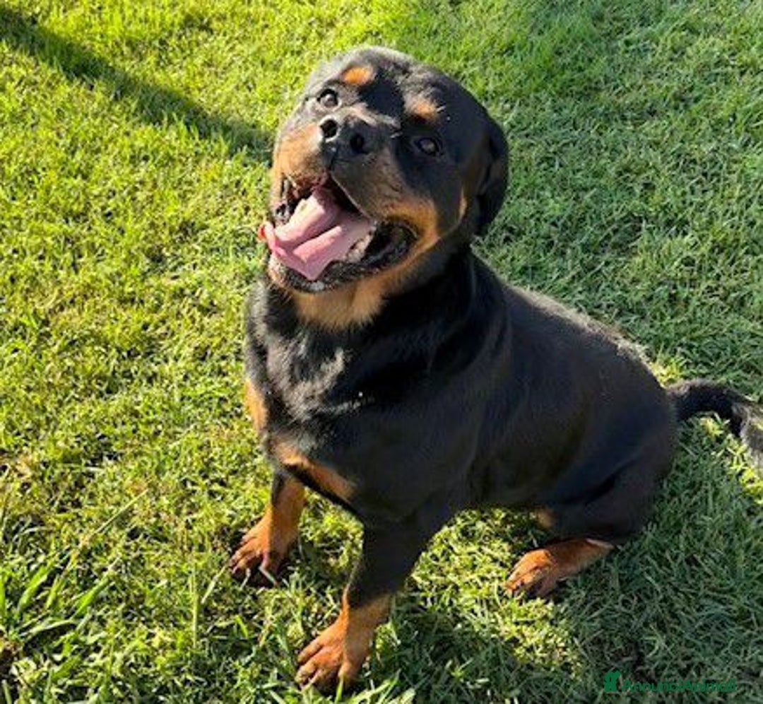 Rottweiler cani in regalo: Adozione del ❤️ per Aaron - Annuncio 2