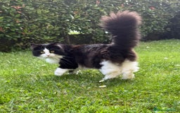 Siberiano gatti per accoppiamento: Stallone siberiano per monta - Immagine 3