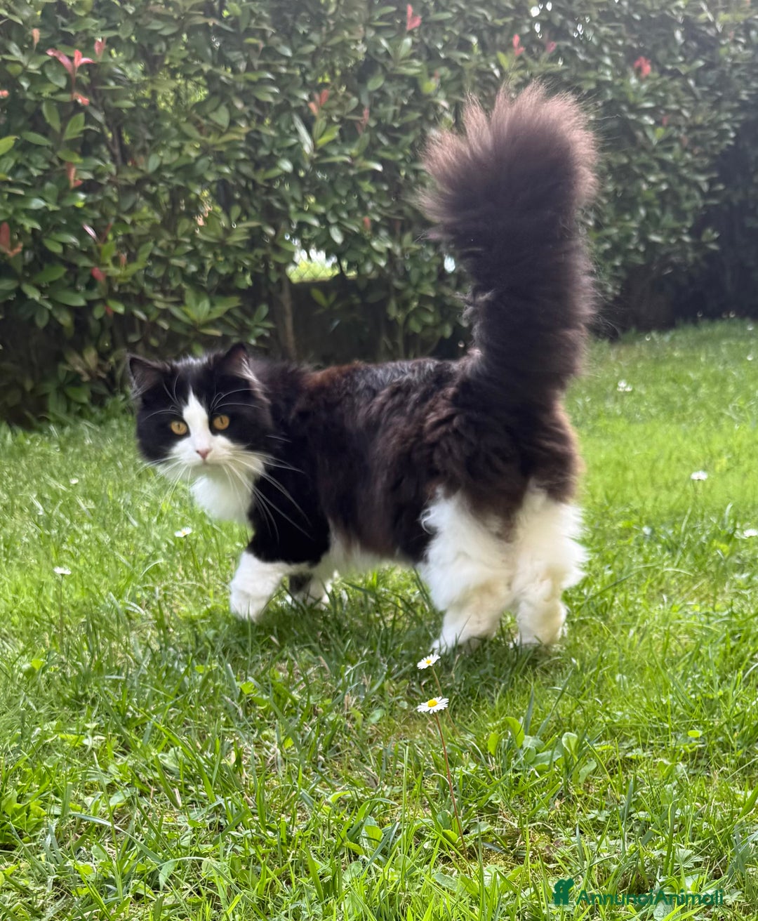 Siberiano gatti per accoppiamento: Stallone siberiano per monta - Immagine 3