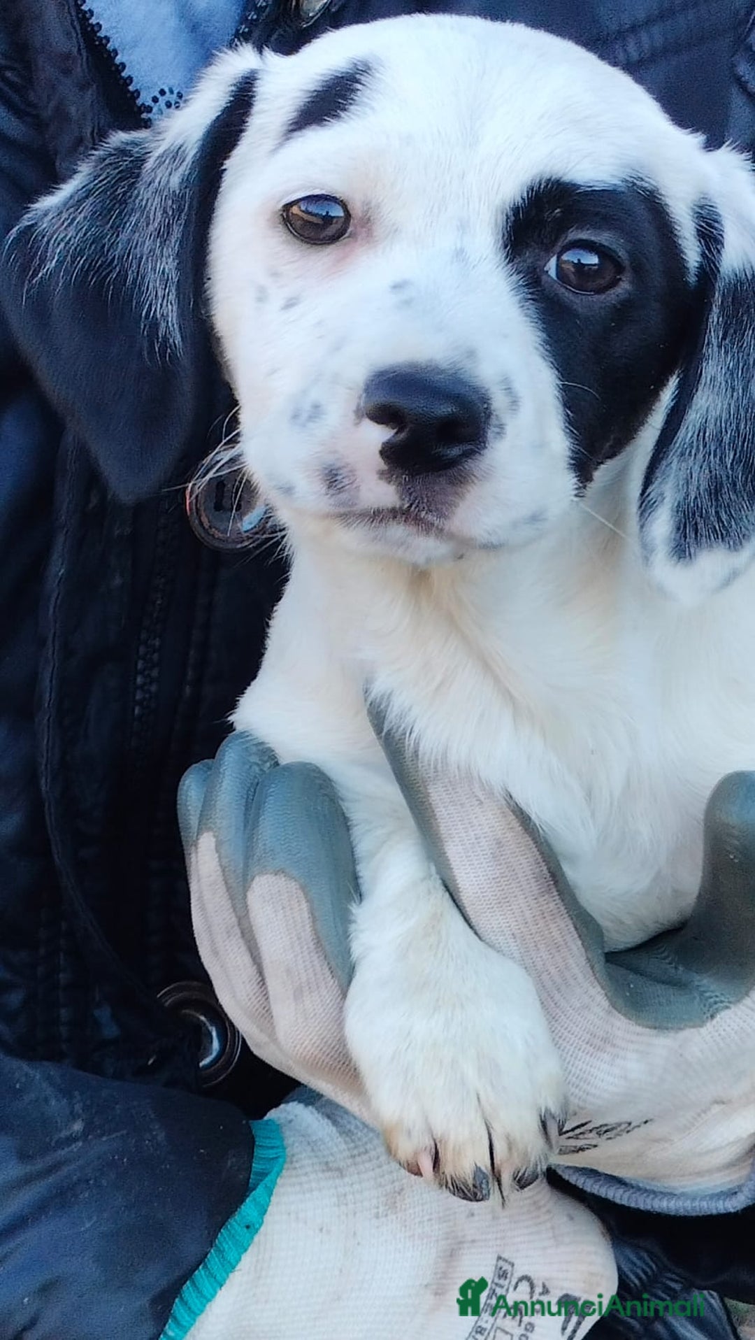 Meticcio cani in regalo: ALISIA - Annuncio 8