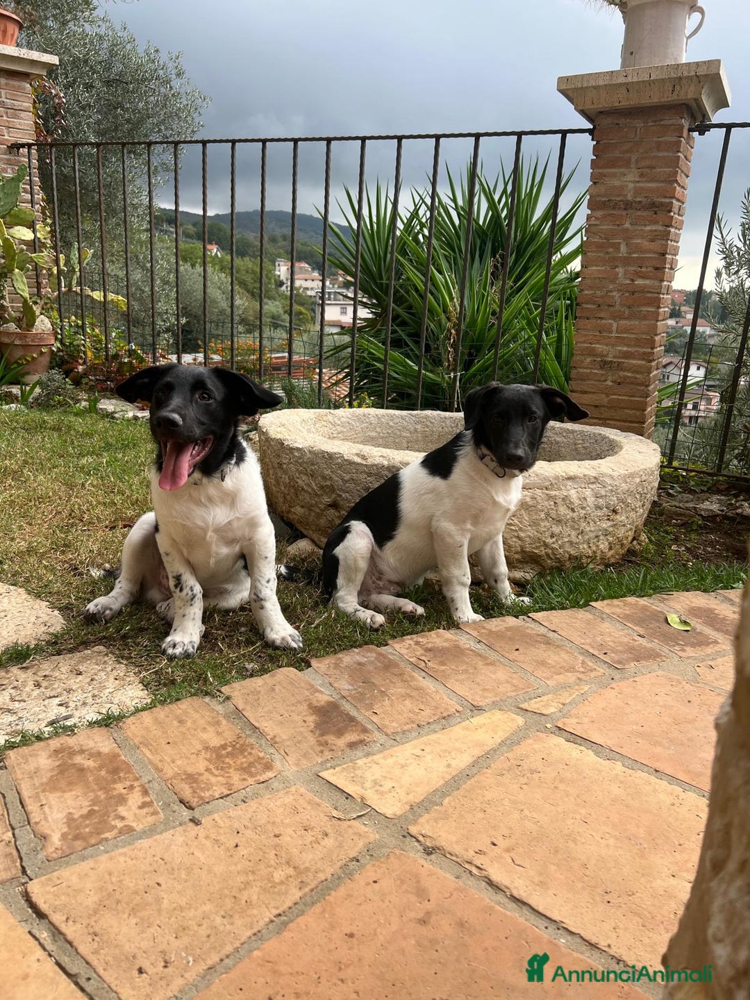 Meticcio cani in regalo: KYO e AKY - Annuncio 4