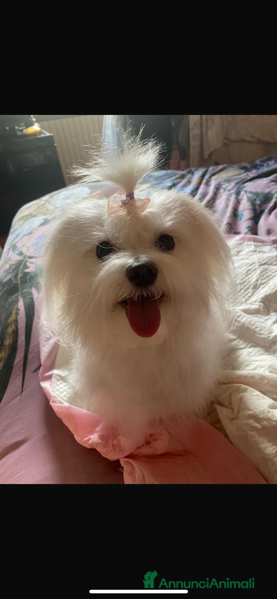 Maltese cani Maltese - Annuncio 8