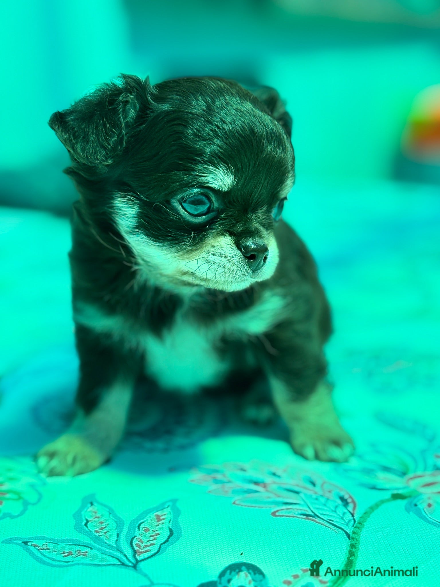 Chihuahua cani Chihuahua pelo lungo  - Annuncio 5