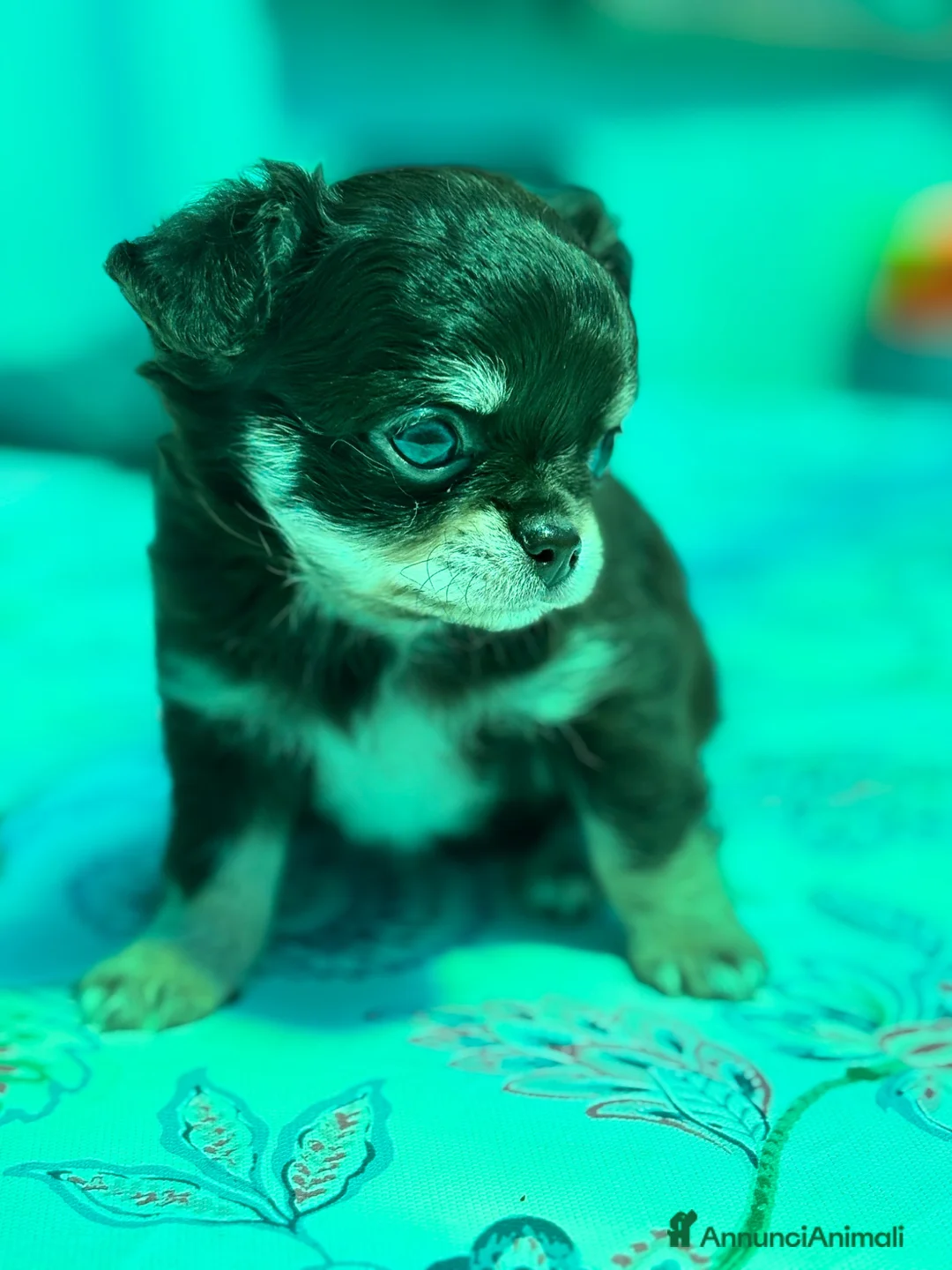 Chihuahua cani in vendita: Chihuahua pelo lungo  - Annuncio 1