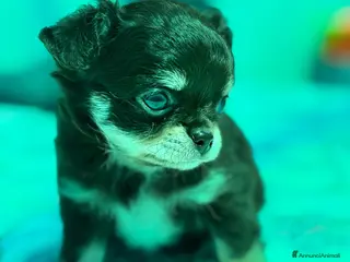 Chihuahua cani Chihuahua pelo lungo - Annuncio 5