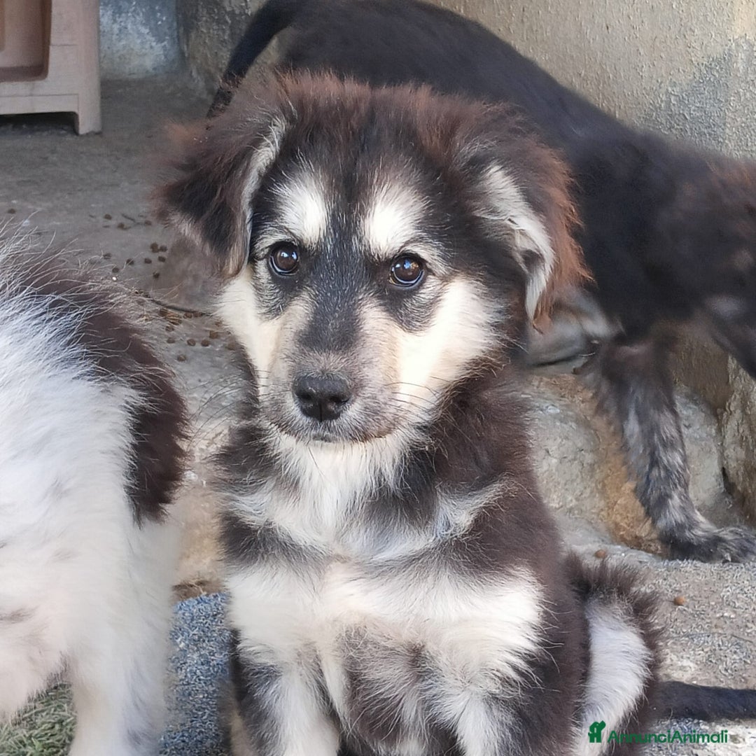 Meticcio cani in regalo:  SUSY - Annuncio 4