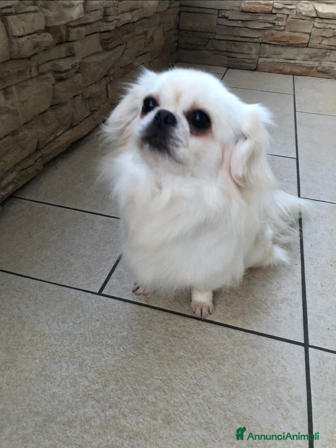 Chihuahua cani in vendita: Chihuahua femmina a pelo lungo  - Annuncio 6